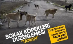 Sokak köpekleri ile ilgili yasa teklifi tamamlandı! İşte tüm maddeler