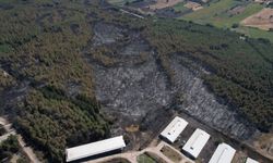 Uludağ Üniversitesi'nde Dev Yangın: 766 Dekar Orman Yok Oldu