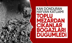 Ankara'da hayvan katliamı! Hepsi toplu mezardan çıktı
