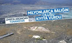 Ege Denizi'nde neler oluyor? Milyonlarca balığın ölüsü sahile vurdu!