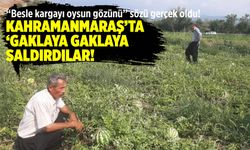 Kahramanmaraş'ta 'gaklaya gaklaya' saldırdılar