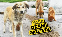 Cumhurbaşkanı onayladı: Sahipsiz hayvanlar için yeni koruma yasası yürürlükte