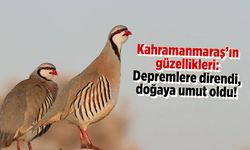 Kahramanmaraş'ın güzellikleri: Depremlere direndi, doğaya umut oldu!