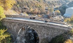 Kahramanmaraş'taki Tarihi Kanlı Köprü, Depremi Dayanıklı Bir Şekilde Atlattı