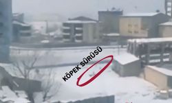 Yüksekova’da Öğrencilere Saldıran Köpekler Kameraya Yansıdı!