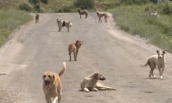 Osmaniye Belediyesi, Sokak Köpekleri Sorununa Neşter Vurdu: İşte Yeni Çözüm!