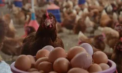 Türkiye genelinde yumurta üretimi azaldı: Kahramanmaraş'ta son durum ne?