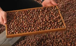 Fındık piyasasında hareketlilik: 3 Nisan 2025 güncel fındık fiyatları!