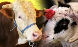 Kahramanmaraş'ta Kurbanlık Fiyatları Ne Kadar? 2025 Yılı Dana, Tosun, Koyun ve Keçi Fiyatları Açıklandı
