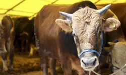 Kurban kesmek dini açıdan zorunlu mudur? Kimlere şart?