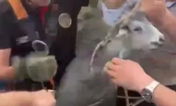 Drenaj kuyusuna düşen keçiyi itfaiye ekipleri kurtardı