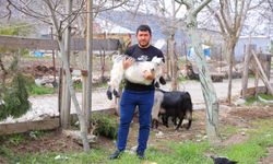 Kahramanmaraş'ta ceviz üreticileri zor durumda: alternatif tarıma yöneliyorlar