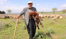 80 yaşındaki Hüseyin Yıldız, çobanlığa yıllara meydan okuyarak devam ediyor