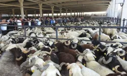 Kahramanmaraş'ta böyle hile görülmedi! Kurban kesecekler dikkat