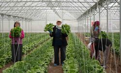 O ilimizin marul seralarında hasat başladı
