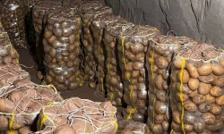 Patates Alarmı! Sofranıza Gelmeden Yakalandı: 2 Bin Ton Virüslü!