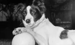 1966’nın kahraman köpeği Pickles'ın hikâyesi ve trajik sonu