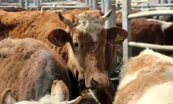 Kurban Bayramı Öncesi Şap Alarmı: Kahramanmaraş'ta Hayvan Hareketleri ve Pazarlar Hakkında Son Durum