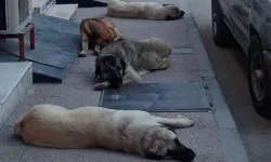 Anayasa Mahkemesi, sokak hayvanları yasasının iptalini reddetti