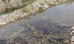 Göcek Deresi’nde toplu balık ölümleri endişe yarattı