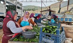 Pazarcık ve Türkoğlu’nda salatalık hasadı başladı: 35 bin ton rekolte bekleniyor