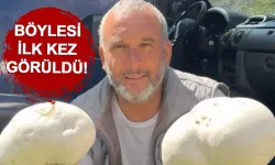 Yolda Buldu, Gözlerine İnanamadı! İşte O Dev Mantarın Ağırlığı