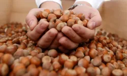 2026 Fındık Fiyatı Ne Kadar Olacak? TMO Taban Fiyat Beklentileri ve Son Durum