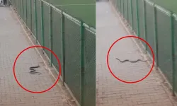 Kahramanmaraş'ta Maçı Durduran An! Sahaya Yılan Girdi