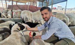 Kahramanmaraş’ta kurbanlık hayvanlara yoğun talep