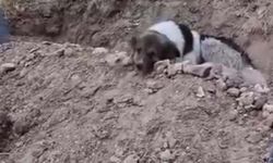 Sahibini Toprağa Verdiler, O Mezarı Terk Etmedi