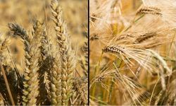 Kahramanmaraş ve Türkiye’de Tarım Piyasalarında Fiyat Dalgalanmaları: Buğday, Arpa ve Mısırda Son Durum