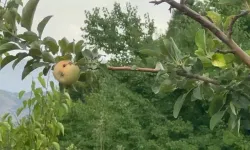 10 dönümde bir elma, o da çürük: Bu acı gerçek gündem oldu