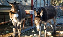 Kahramanmaraş Kırsalında Bir Dönem Sona Eriyor: Sessiz Dostlar Veda Ediyor