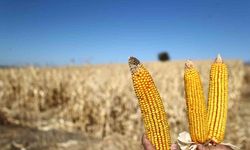 Kahramanmaraşlı çiftçilerin de merakla beklediği mısır fiyatı açıklandı