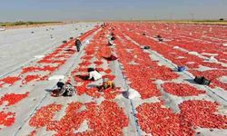 Kahramanmaraş'ta kuru domates hasadı başladı
