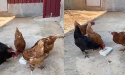 Kahramanmaraş'ta tavuklar dondurmayı çok sevdi!