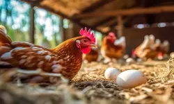 Yumurtaya Yaz İndirimi: Fiyatlar Kabuğunu Kırdı!
