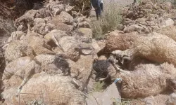 Van'da feci olay: Sürünün peşine takılan 334 koyun uçuruma atladı!