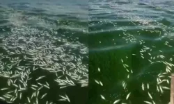 Kahramanmaraş'ta korkutan görüntü! Sır Barajı ölü balıklarla kaplandı