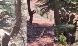 Kahramanmaraş'ta ağaç kesen 2 kişi suçüstü yakalandı