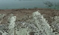 Yetkililer harekete geçti: Kahramanmaraş'taki balık ölümlerine inceleme