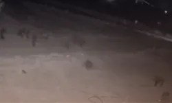 Kahramanmaraş'ta yaban domuzları ciddi tehlike arz ediyor