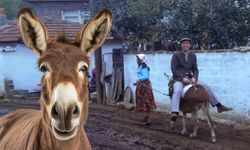 Kahramanmaraş’taki eşek sayısı belli oldu!
