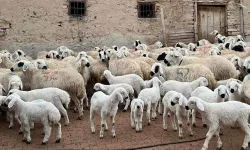 Kahramanmaraş'ta oğlak alacaklar dikkat son tarih belli oldu
