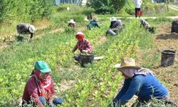 Hükümet, çiftçi kredilerinde kesinti planından vazgeçti