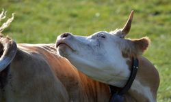 Deli Dana hastalığı nedir ve nasıl bulaşır? Belirtileri neler?