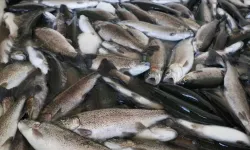 Kahramanmaraş’ta doğal alabalık avı resmen yasaklandı
