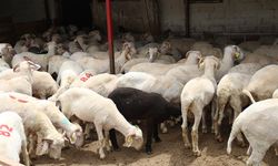 Kahramanmaraş’ta küçükbaş yetiştiricilerine destek başvuruları başladı