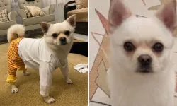 Kahramanmaraş'ta kayıp köpeğini bulana para ödülü verecek