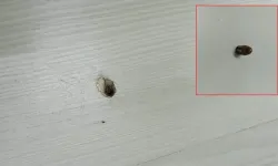 Kahramanmaraş'ta resmen şansa yaşıyoruz! Yine yorgun mermi kabusu